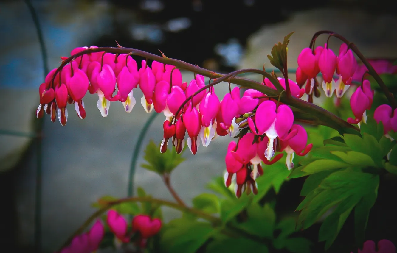 Photo wallpaper flowers, pink flowers, broken heart, the bleeding heart