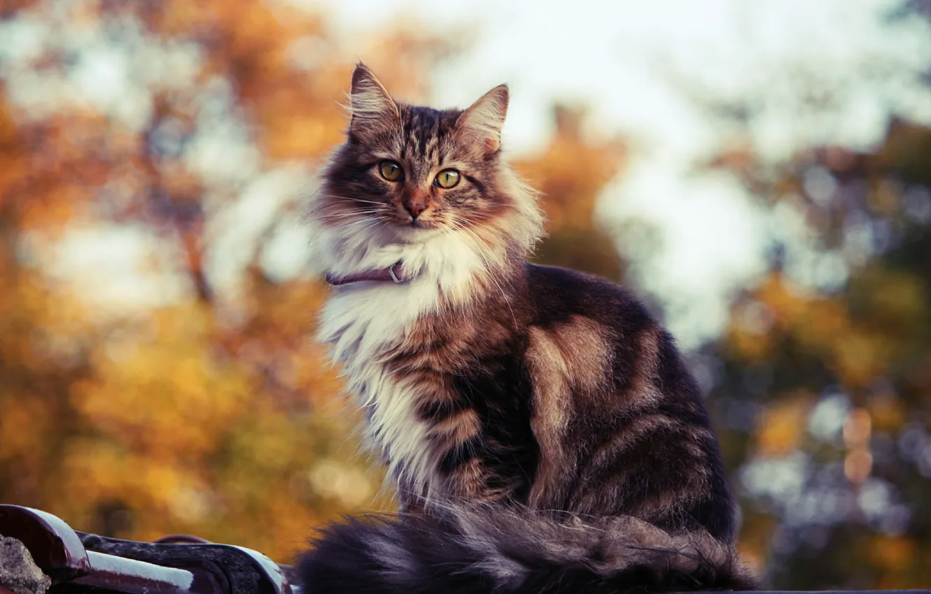 Photo wallpaper cat, cat, glare, background, cat, Koshak, kitty, looks