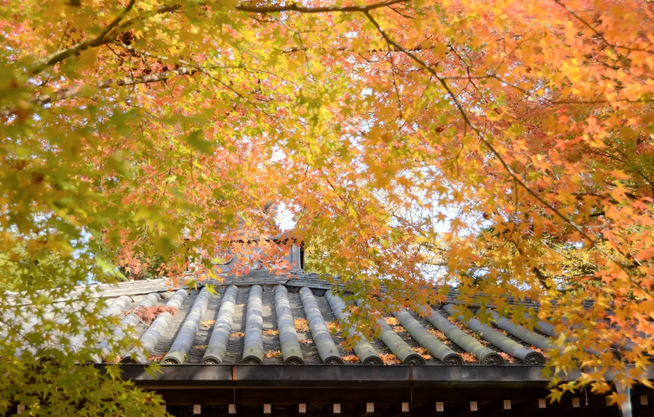 Photo wallpaper roof, autumn, trees, yellow leaves