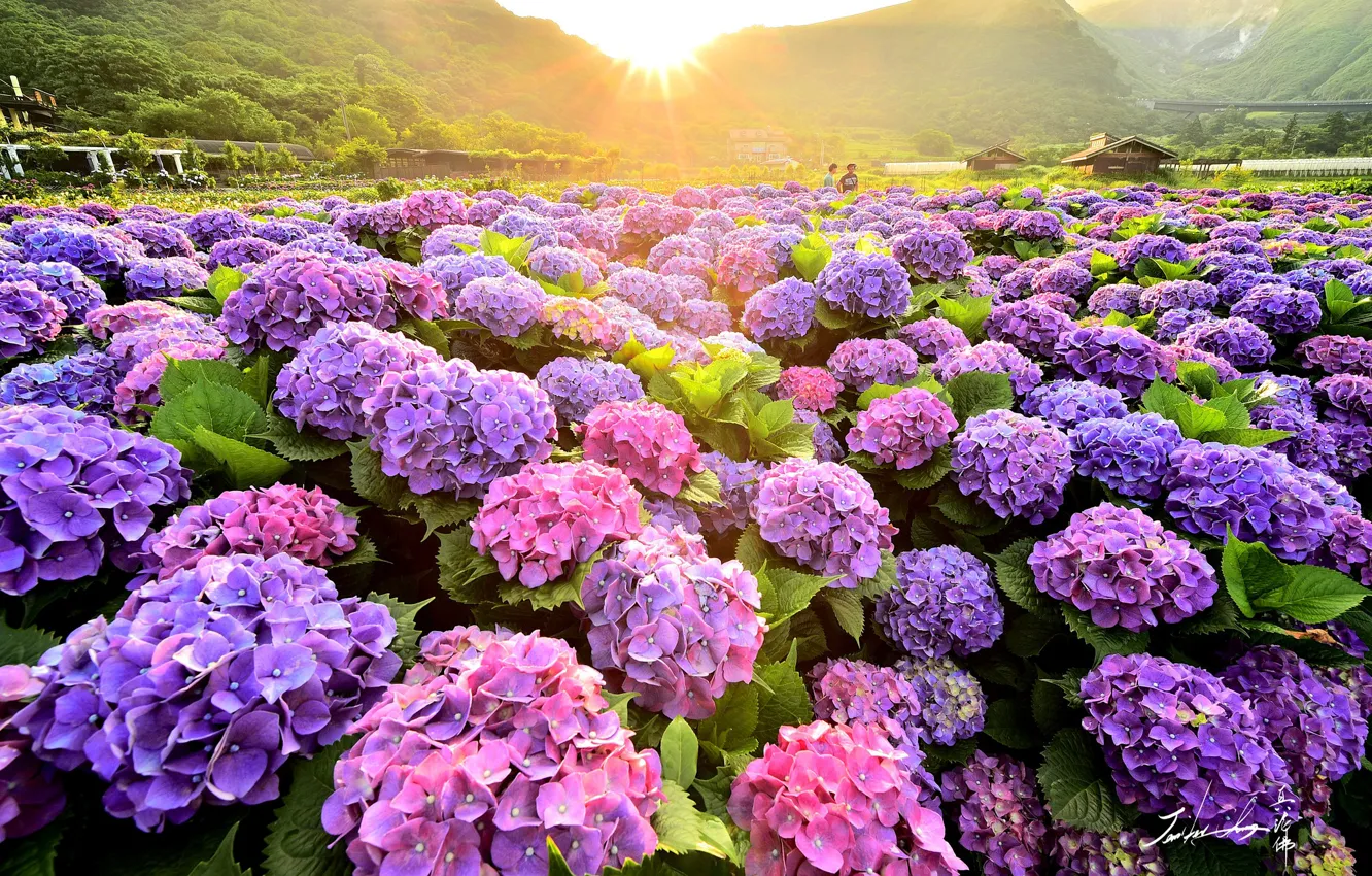 Photo wallpaper field, summer, nature, the bushes, blooming, hydrangea