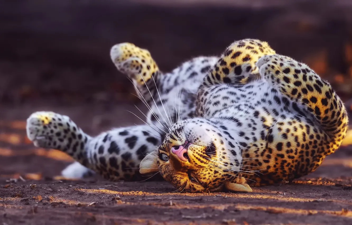 Photo wallpaper leopard, cat, animal, big cat