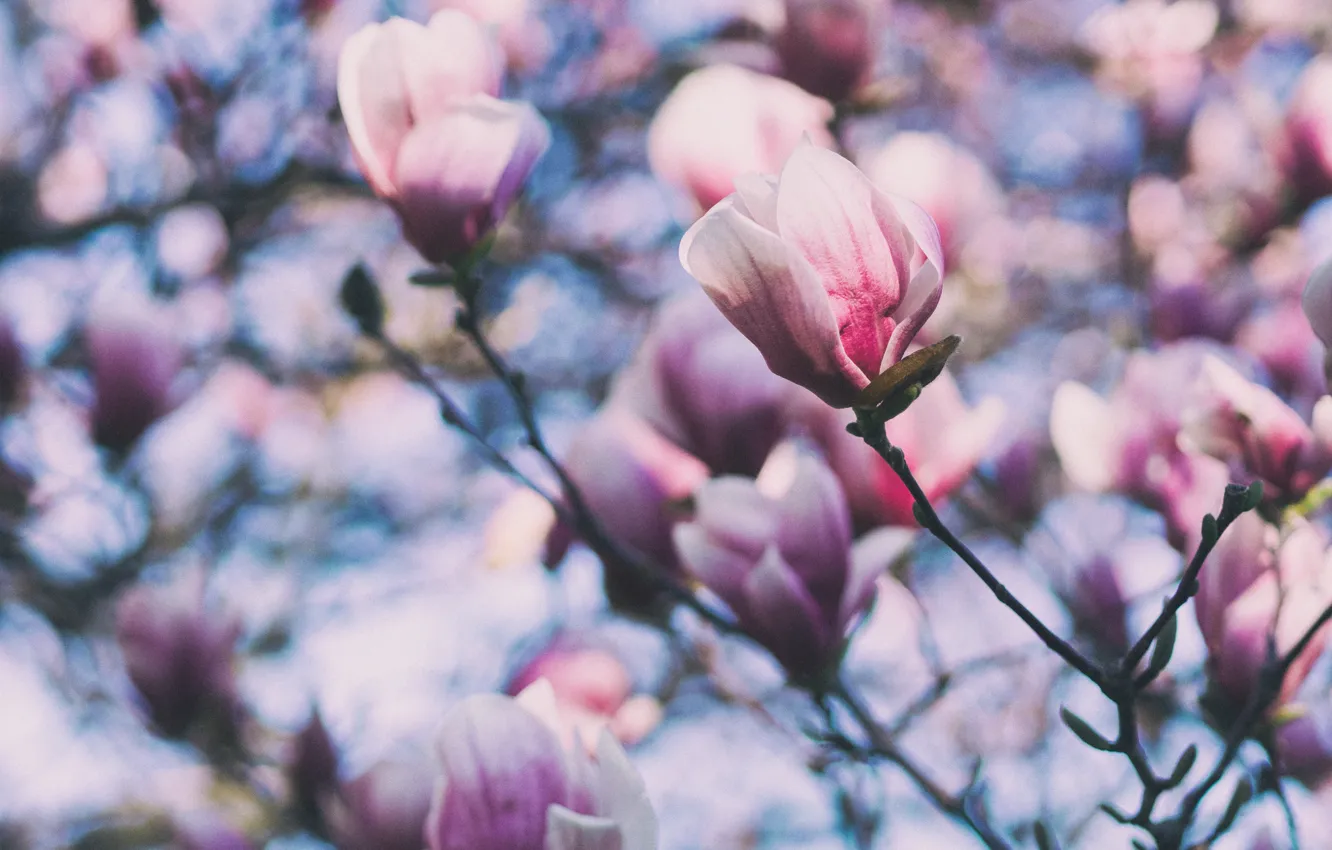 Photo wallpaper macro, flowers, pink, branch, spring, petals, white, flowering