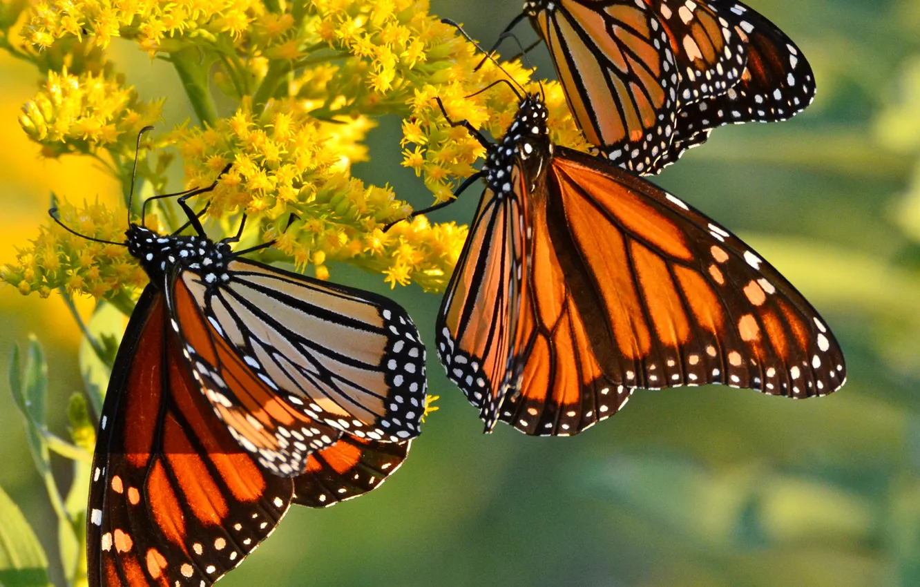 Photo wallpaper flowers, butterfly, wings, monarch