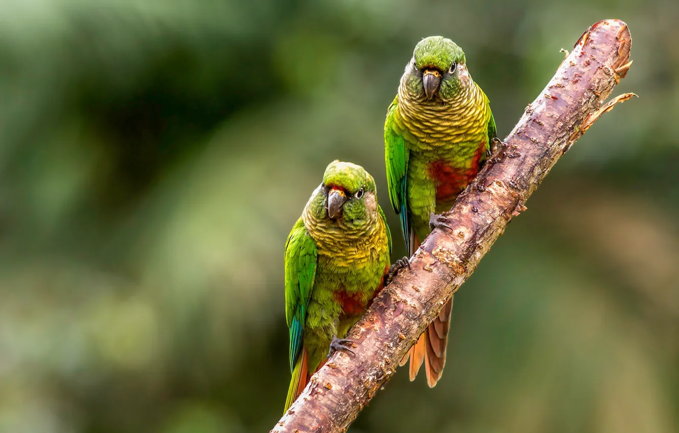 Photo wallpaper branches, green, background, two, parrot, Parrot, a couple, wavy