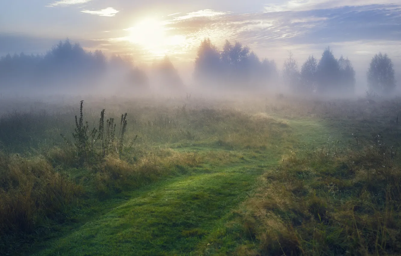Photo wallpaper field, the sky, clouds, trees, landscape, nature, fog, dawn