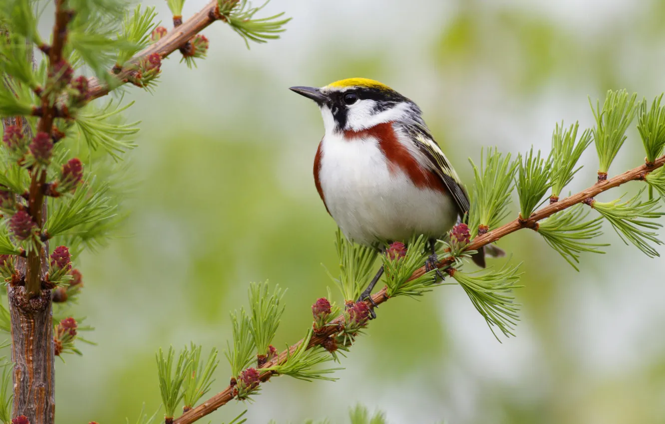 Photo wallpaper branches, bird, needles, bumps
