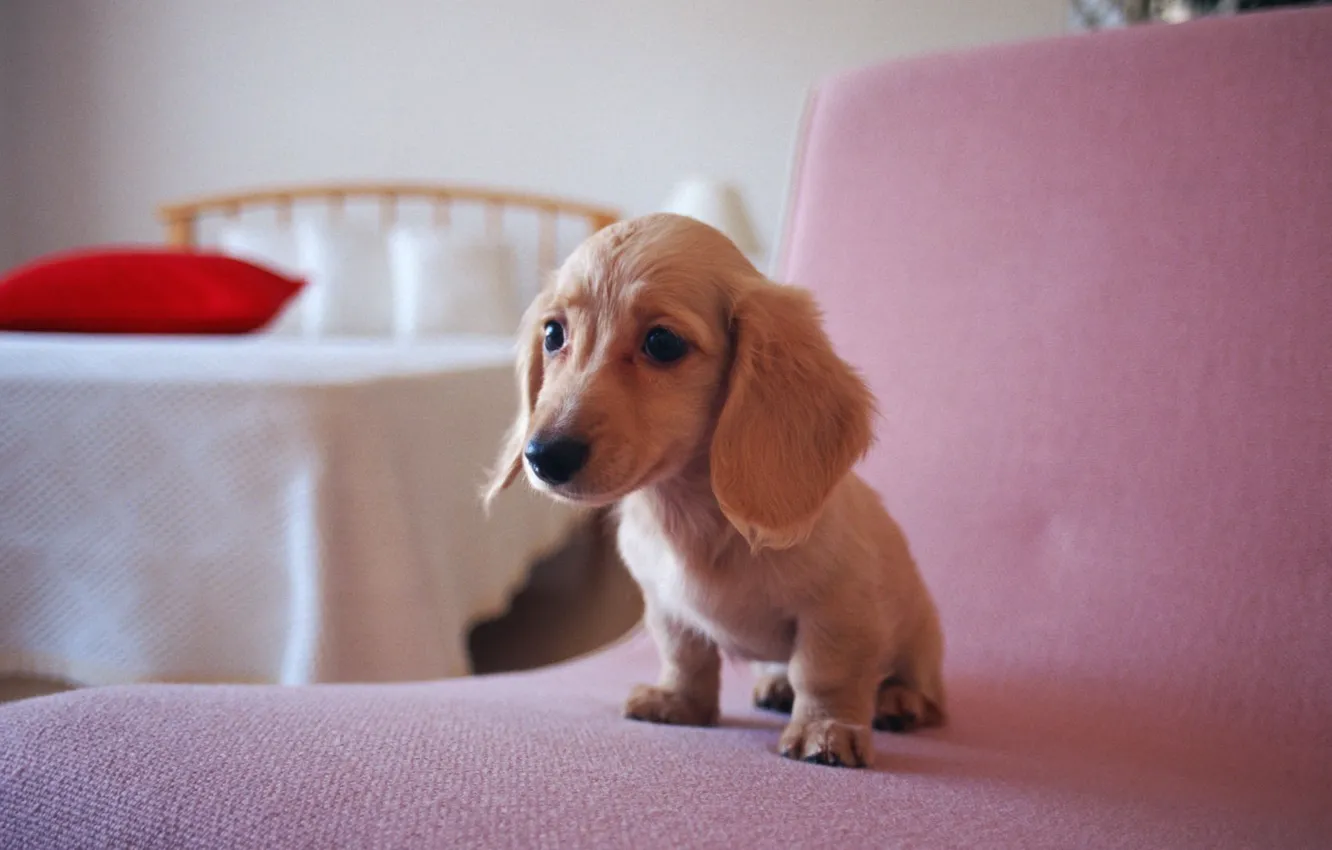 Photo wallpaper puppy, Dachshund, sitting, beige