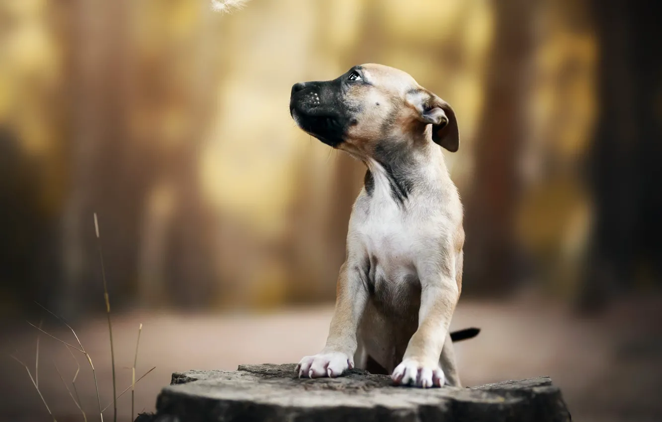 Photo wallpaper forest, look, nature, pose, stump, dog, feathers, puppy