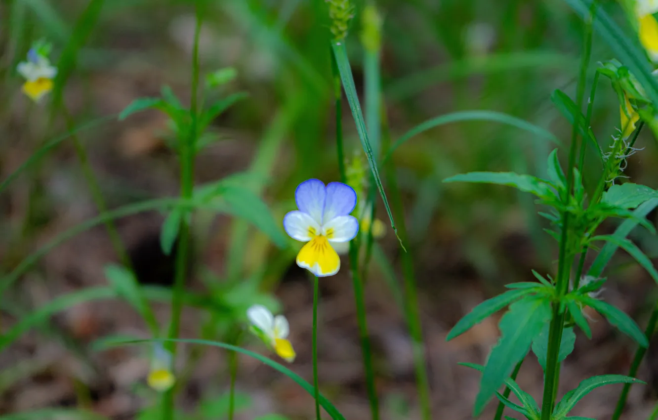 Photo wallpaper flowers, nature, plant