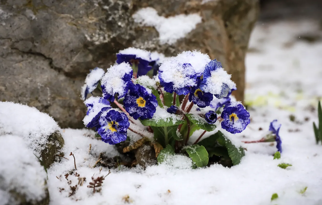 Photo wallpaper purple, snow, flowers, stones, spring, snowfall, bushes, Primula