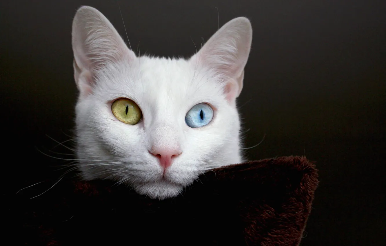 Photo wallpaper Turkey, White cat, Van Cat