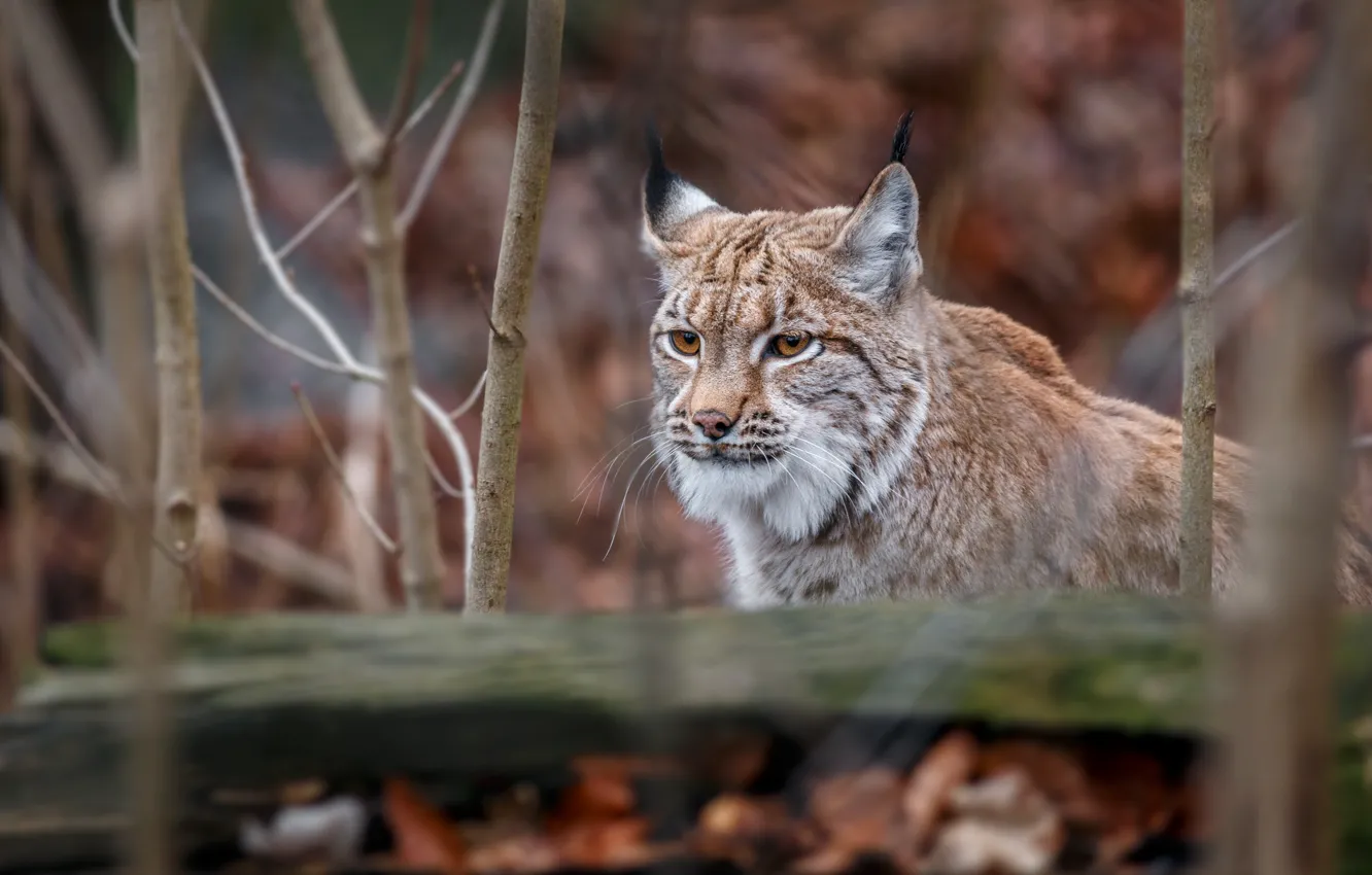 Photo wallpaper look, face, nature, pose, lynx