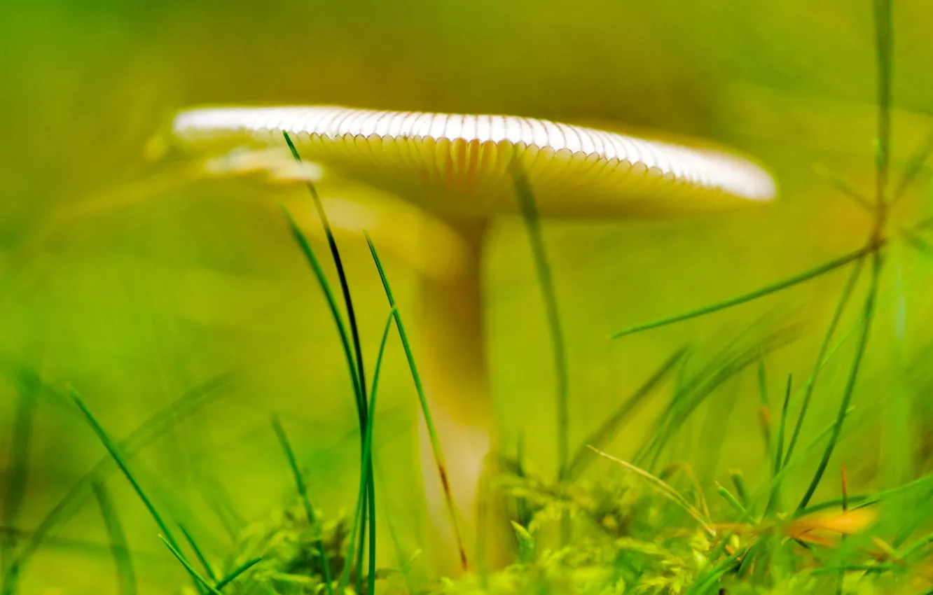 Photo wallpaper grass, green, mushrooms
