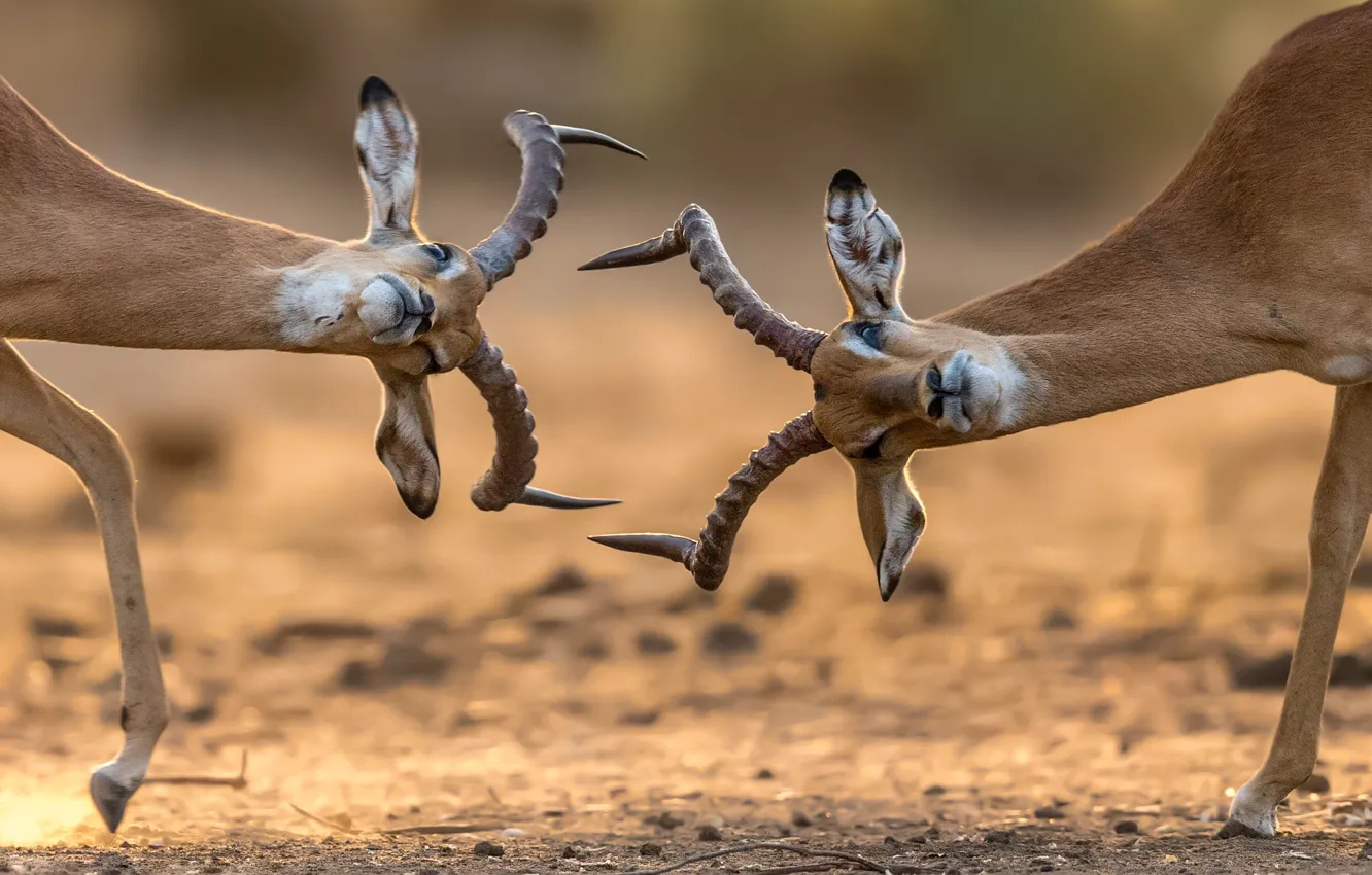 Photo wallpaper battle, horns, Africa, antelope, antelope, wildebeest
