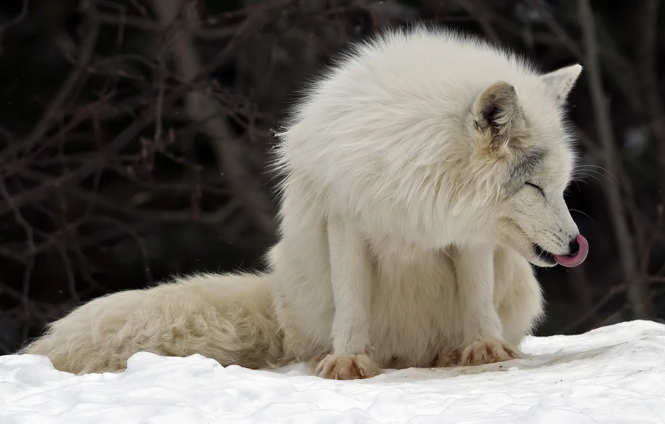 Photo wallpaper Canada, Arctic fox, Montebello, Parc Omega