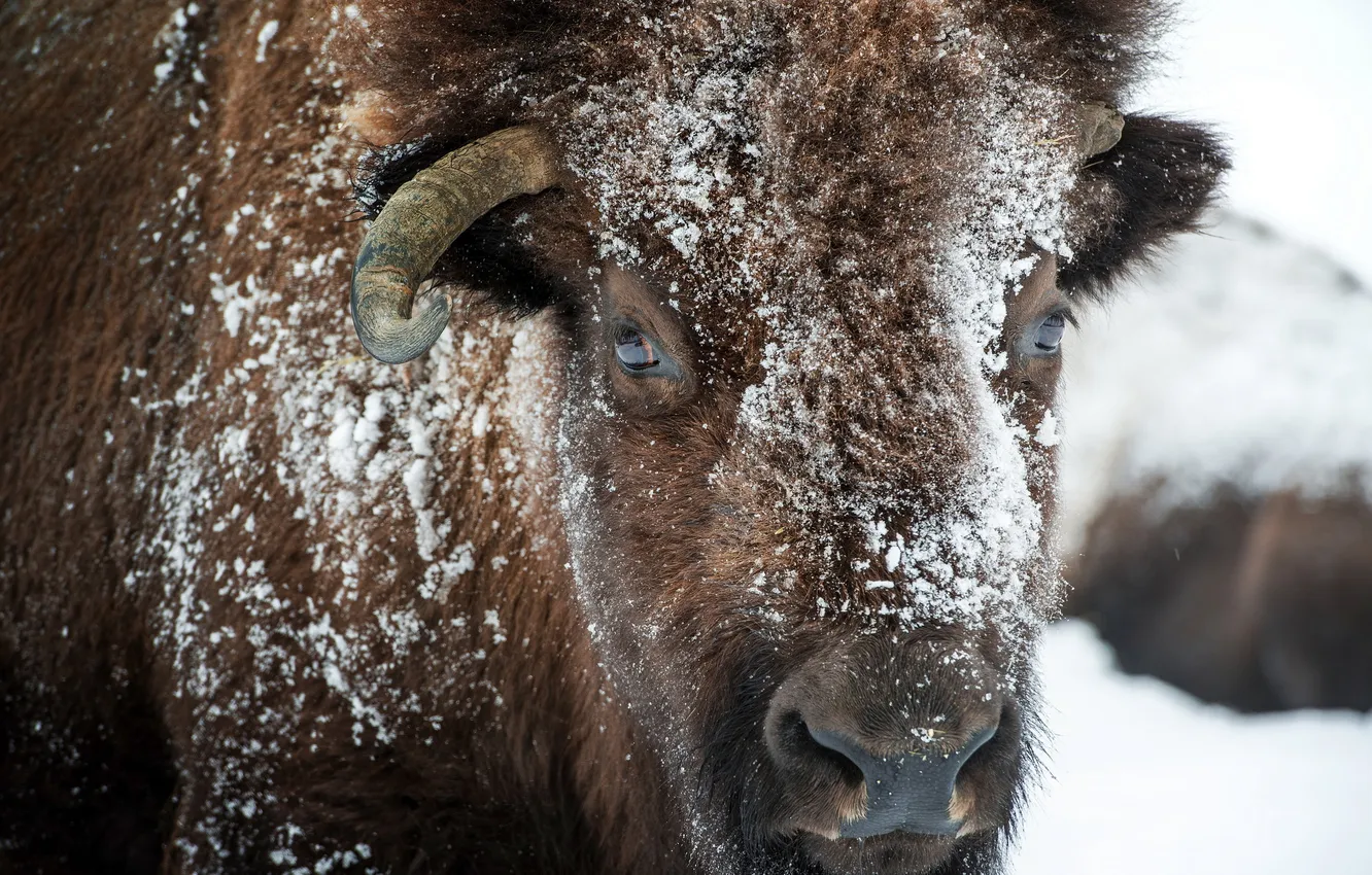 Photo wallpaper macro, nature, Buffalo