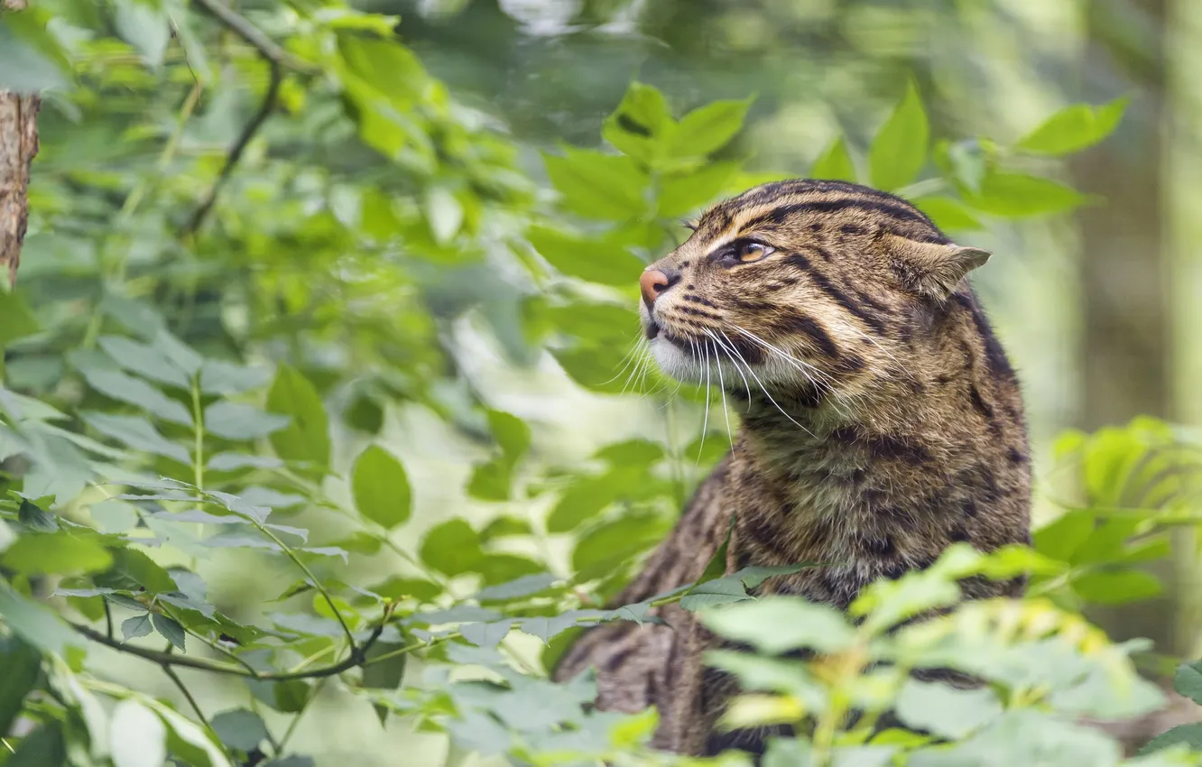 Photo wallpaper foliage, wild cat, cat-fisherman