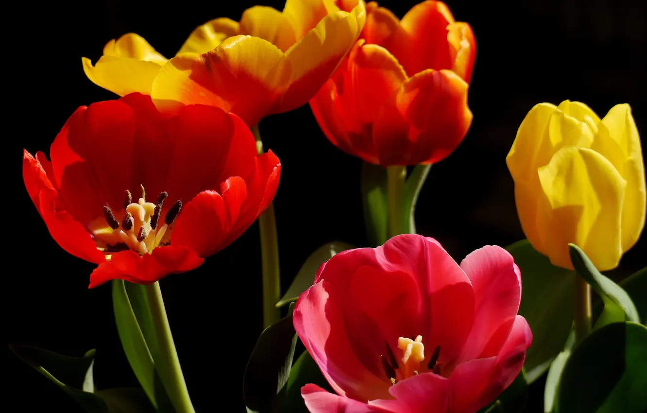 Photo wallpaper nature, petals, tulips