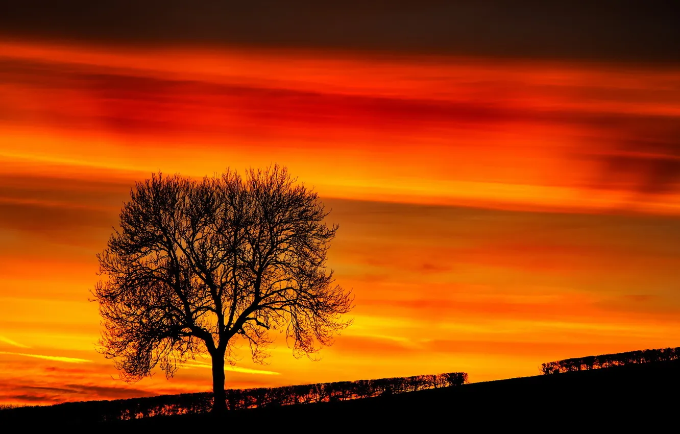 Photo wallpaper trees, landscape, sunset