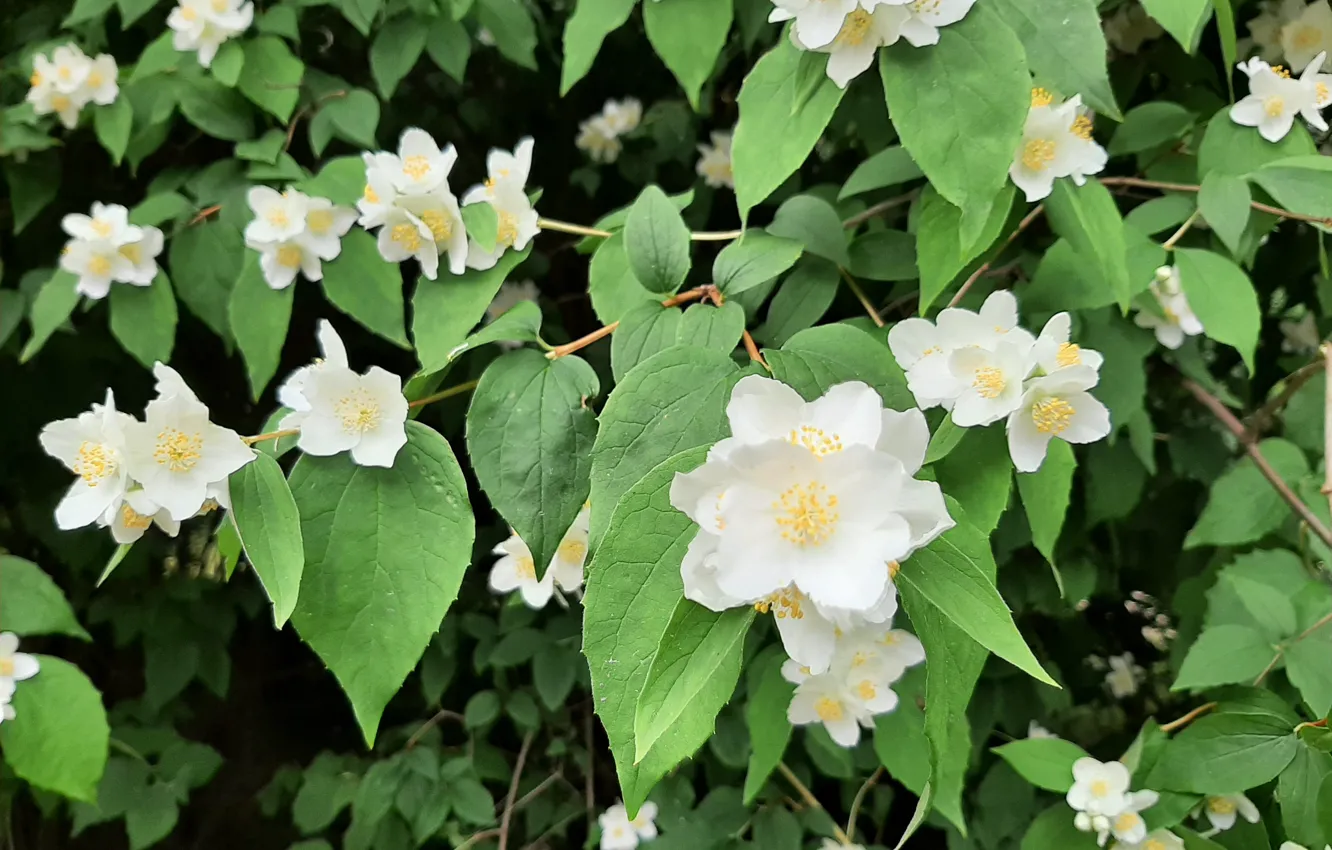 Photo wallpaper Tree, Jasmine, Krzak, white flowers
