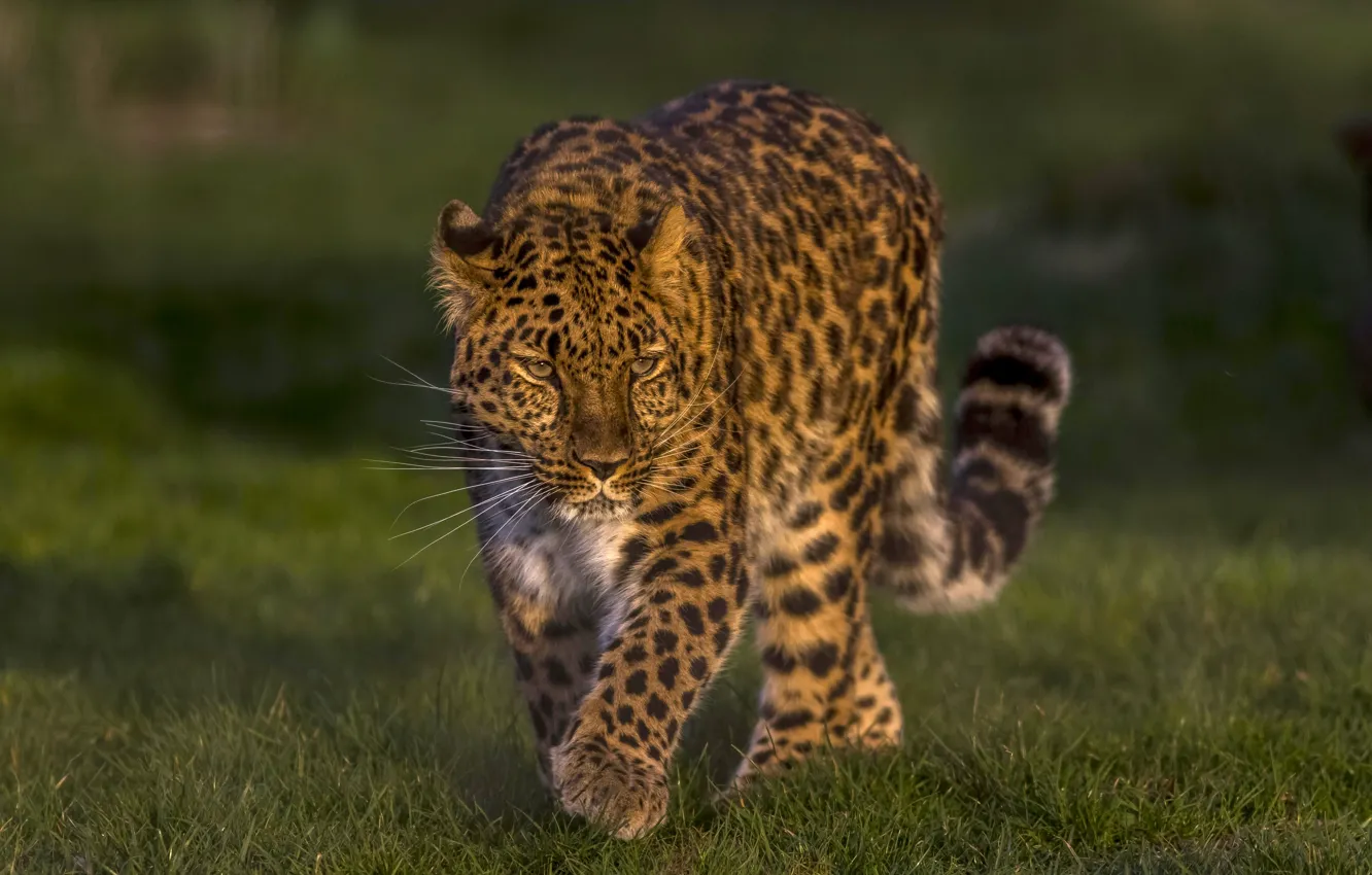 Photo wallpaper leopard, wild cat, handsome, The far Eastern leopard, The Amur leopard