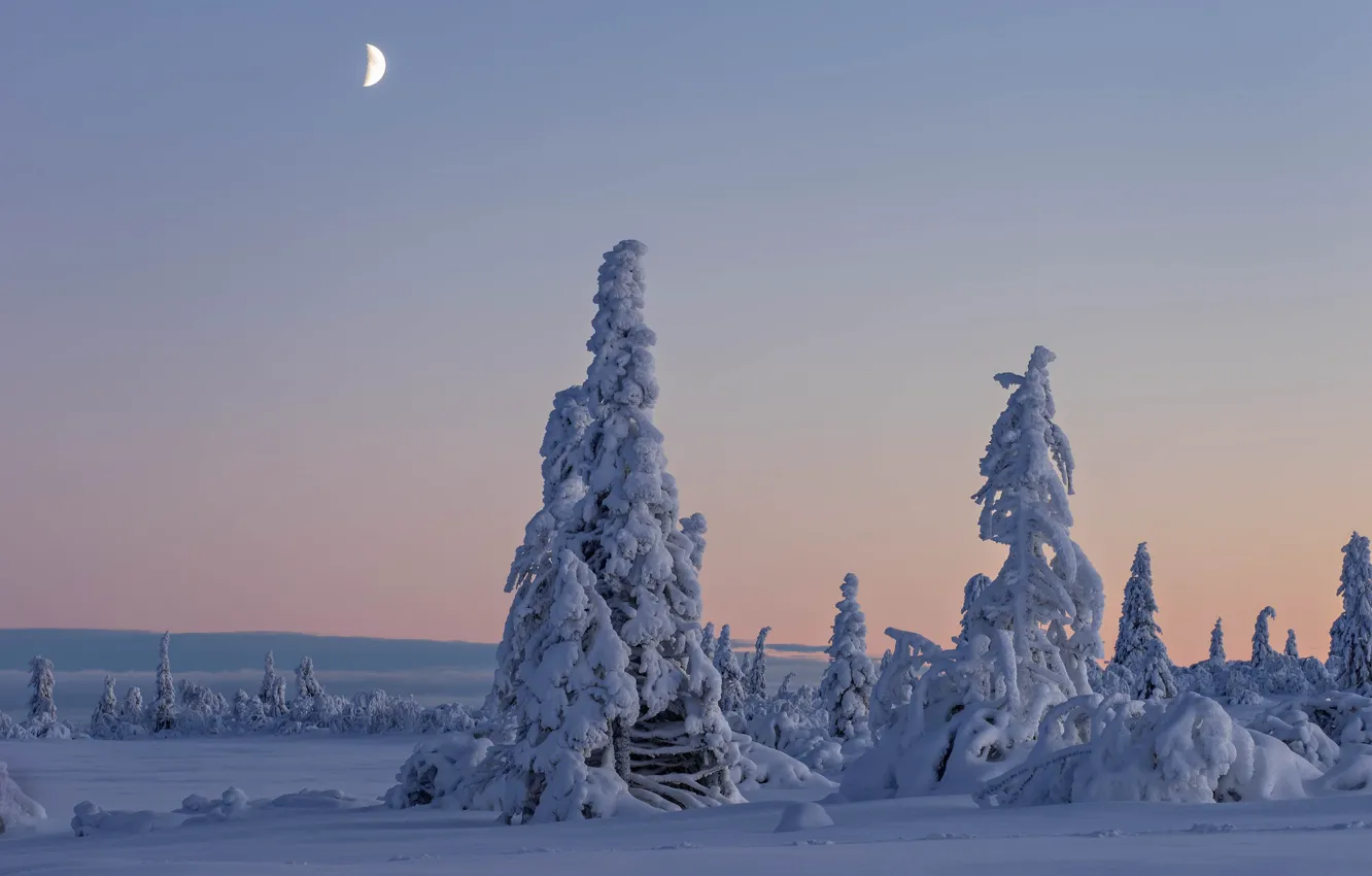 Photo wallpaper winter, snow, trees, Sweden, Sweden, Lapland, Lapland, Vasterbotten County