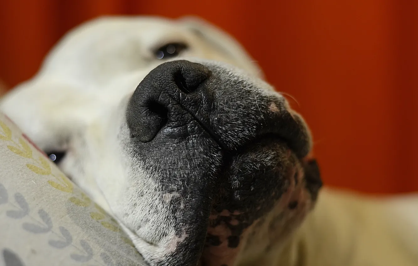 Photo wallpaper comfort, home, dog, good morning