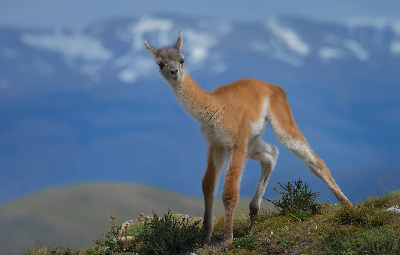 Photo wallpaper cub, Lama, Guanaco