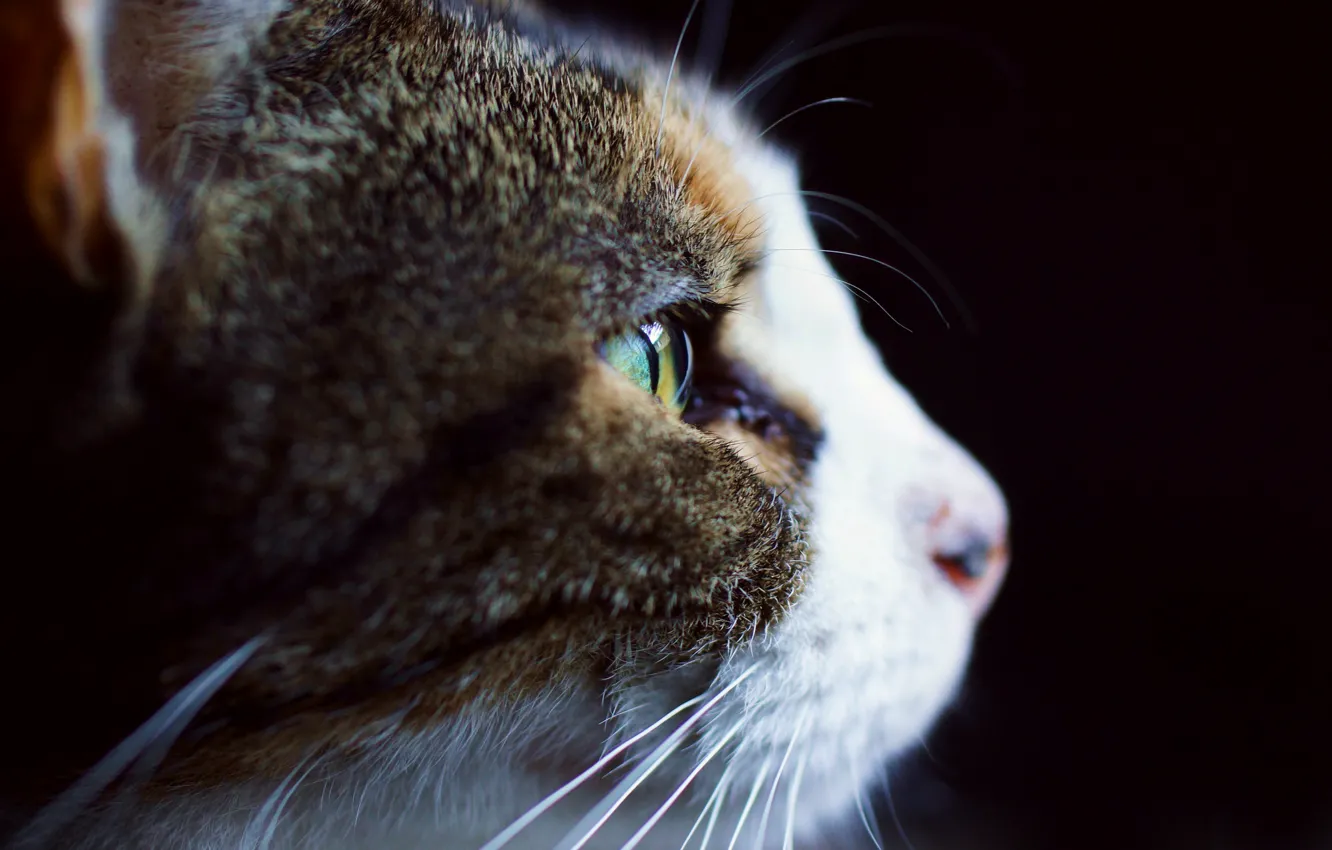 Photo wallpaper cat, background, profile, white-gray