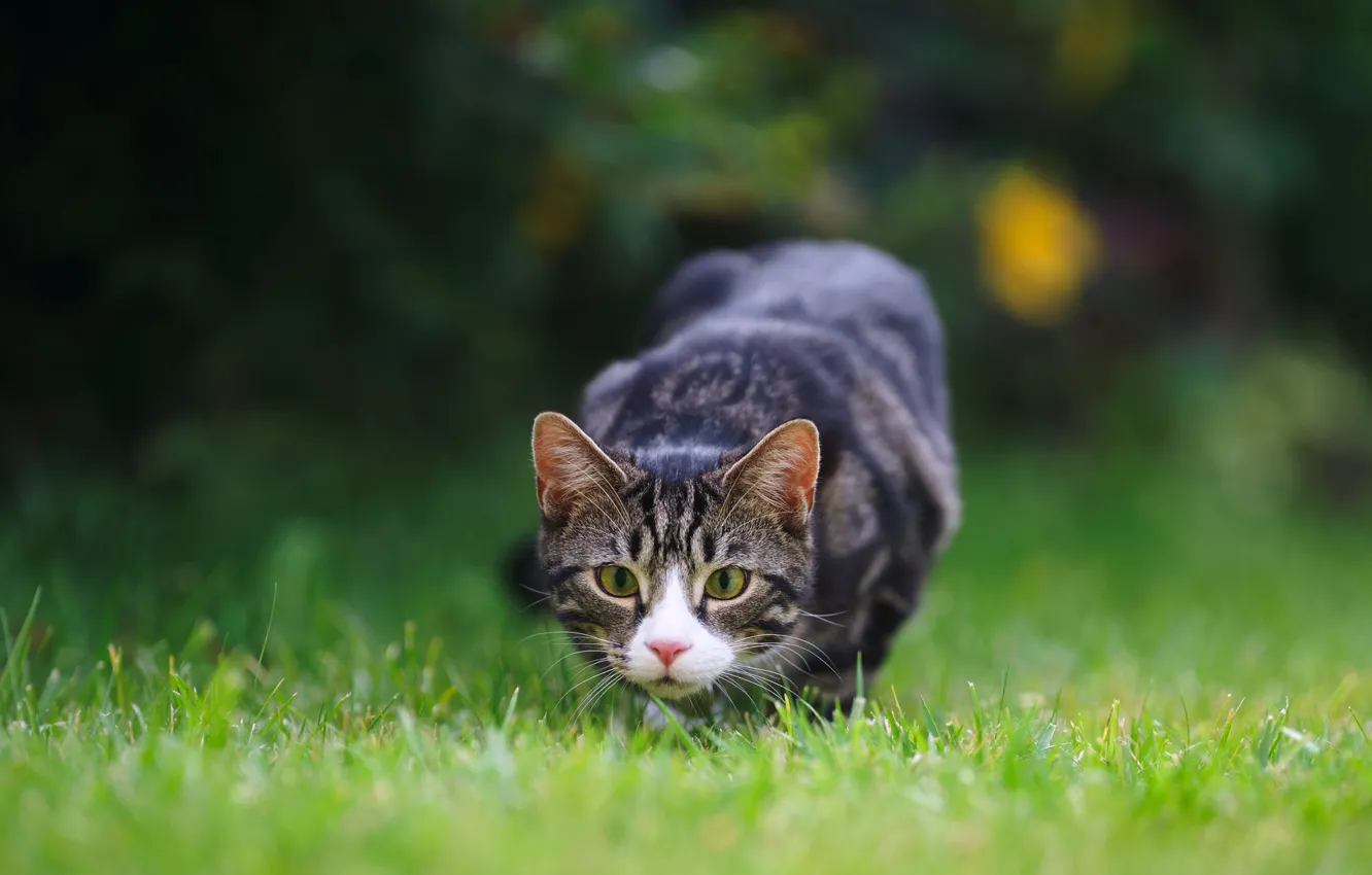 Photo wallpaper cat, grass, eyes, lawn, hunting