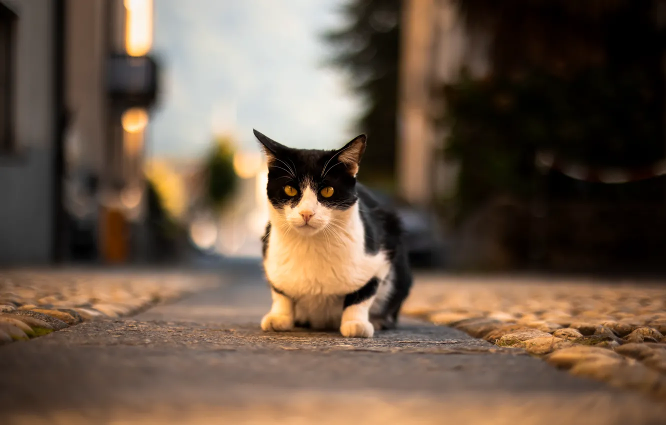 Photo wallpaper cat, cat, look, pose, face