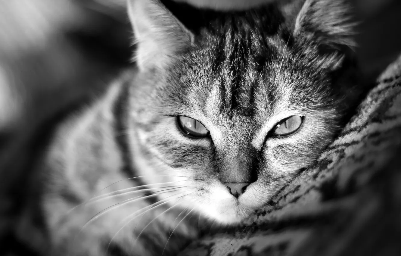 Photo wallpaper cat, cat, mustache, look, face, Wallpaper, nose, floor