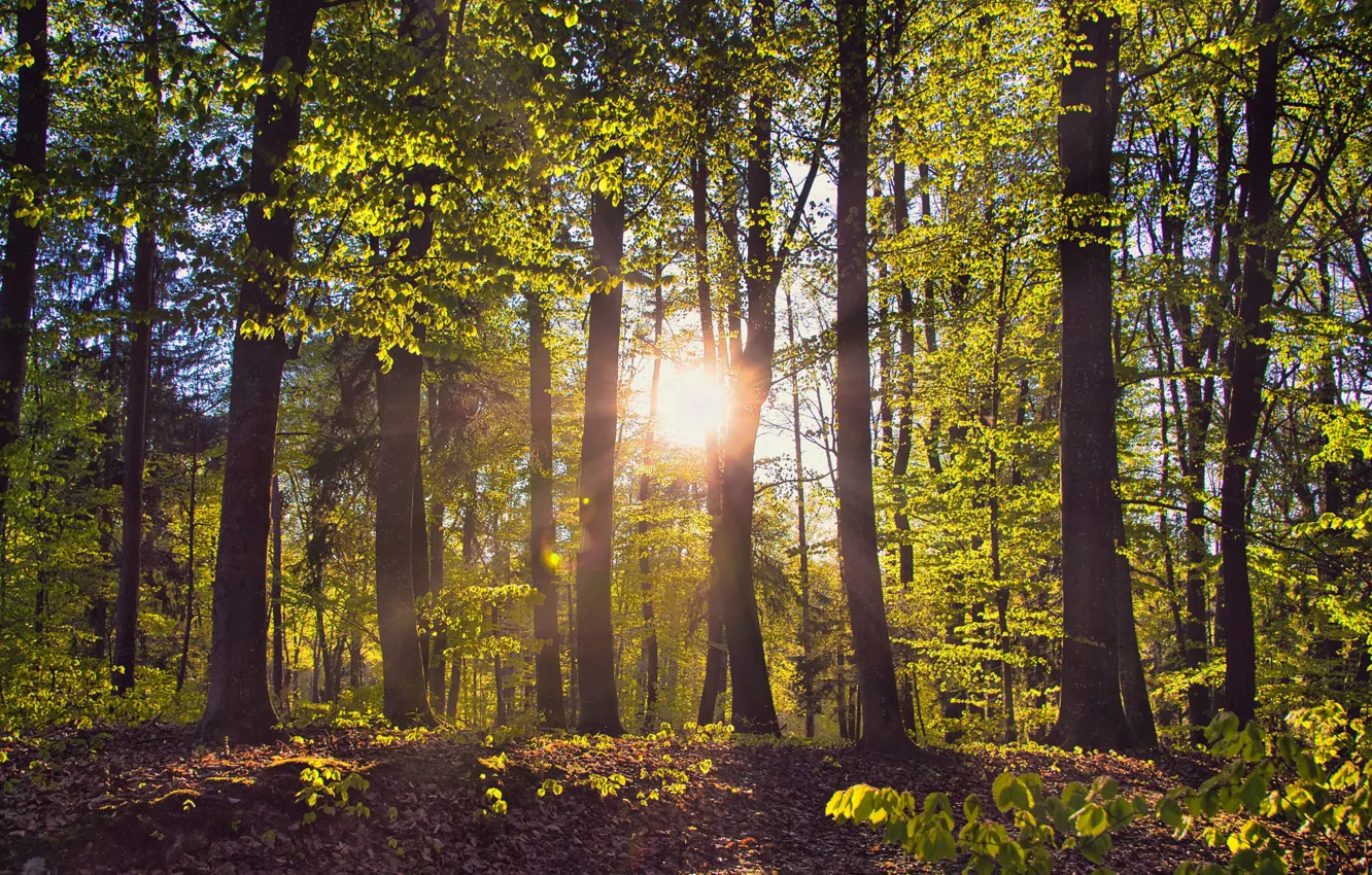 Photo wallpaper forest, leaves, the sun, rays, light, trees, branches, foliage