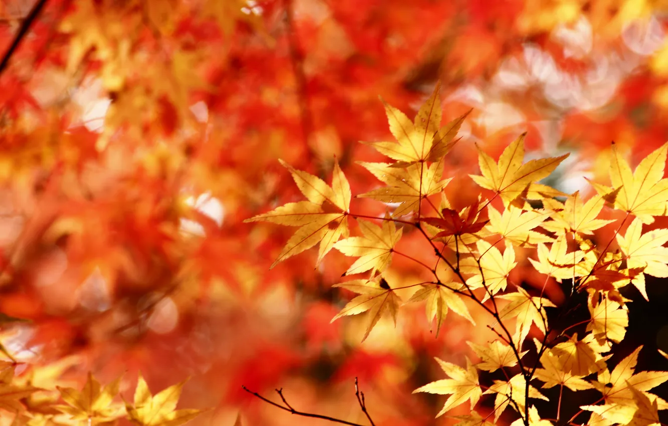 Photo wallpaper autumn, leaves, maple