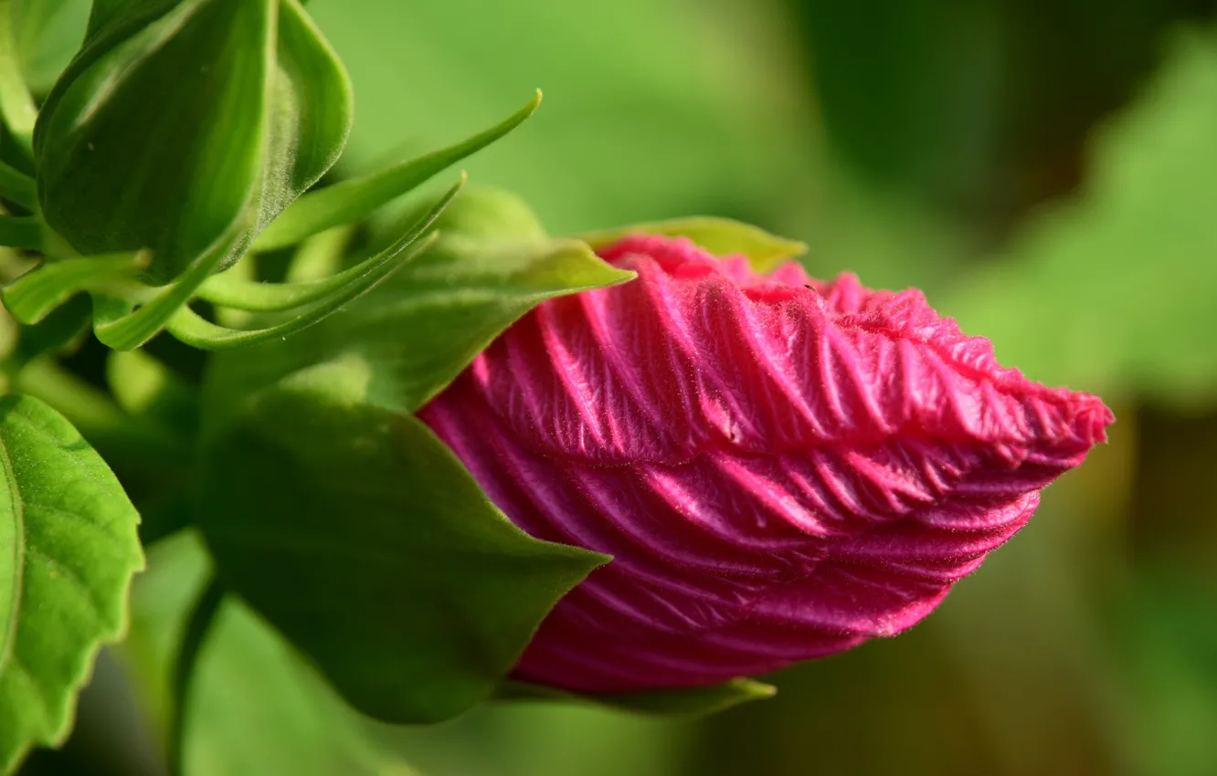 Photo wallpaper macro, flowers, hibiscus