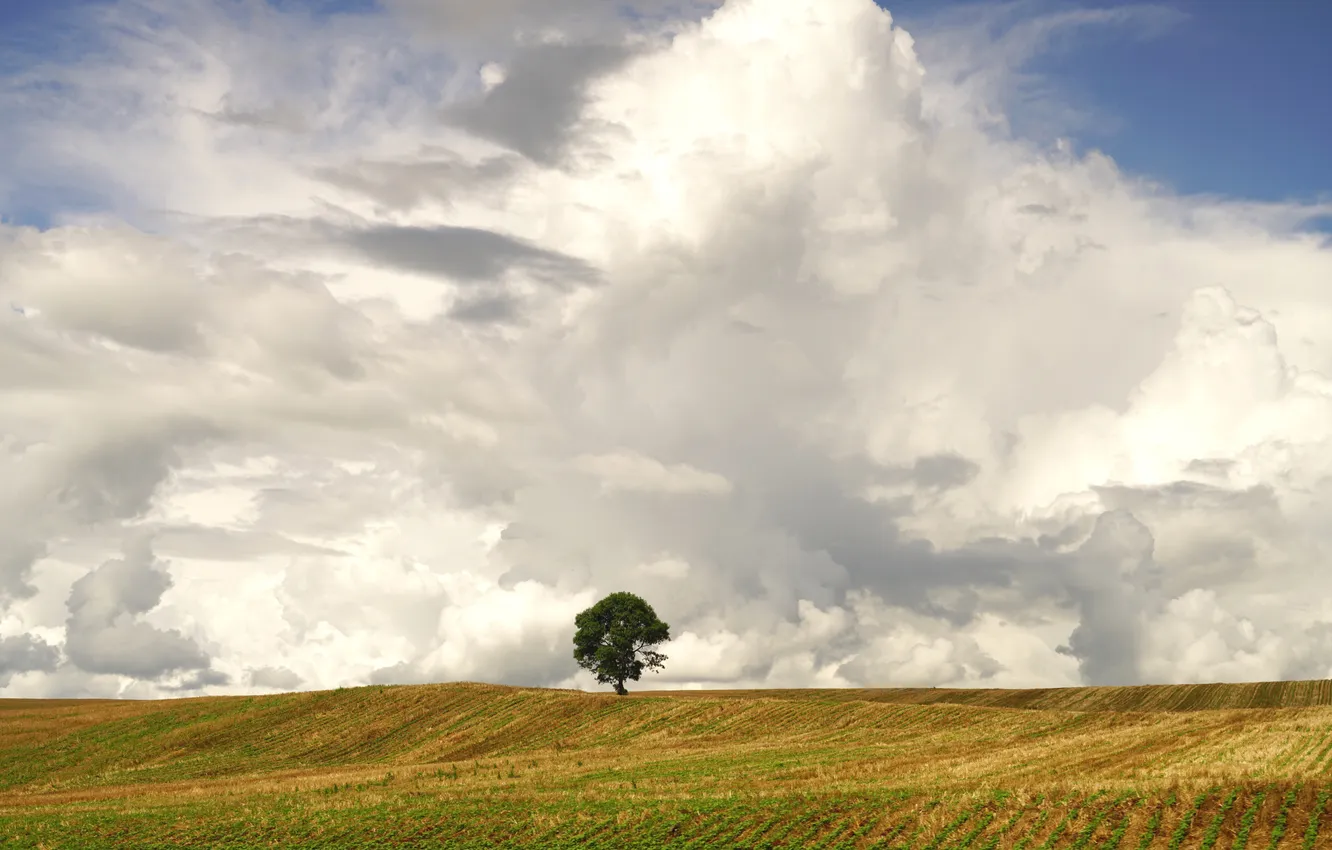 Photo wallpaper field, the sky, clouds, trees