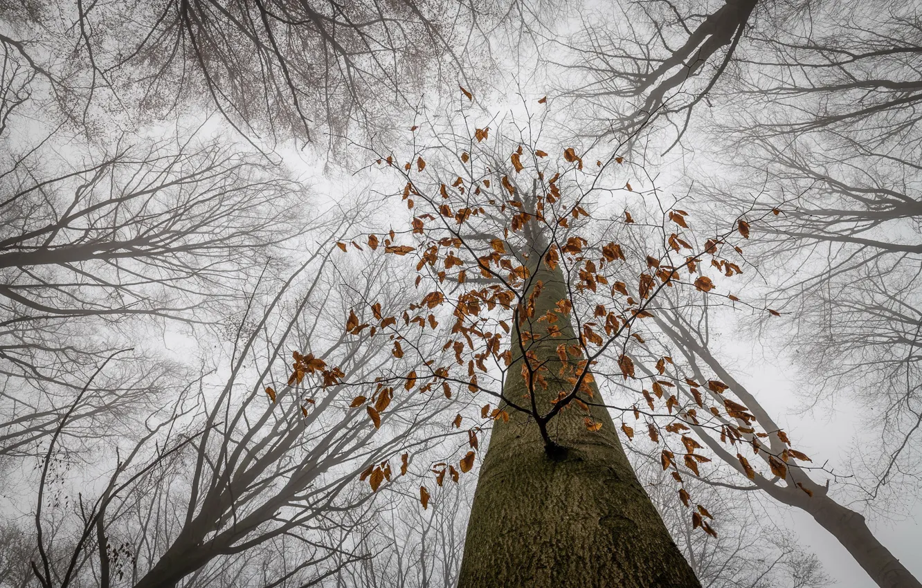 Photo wallpaper nature, tree, the last leaves