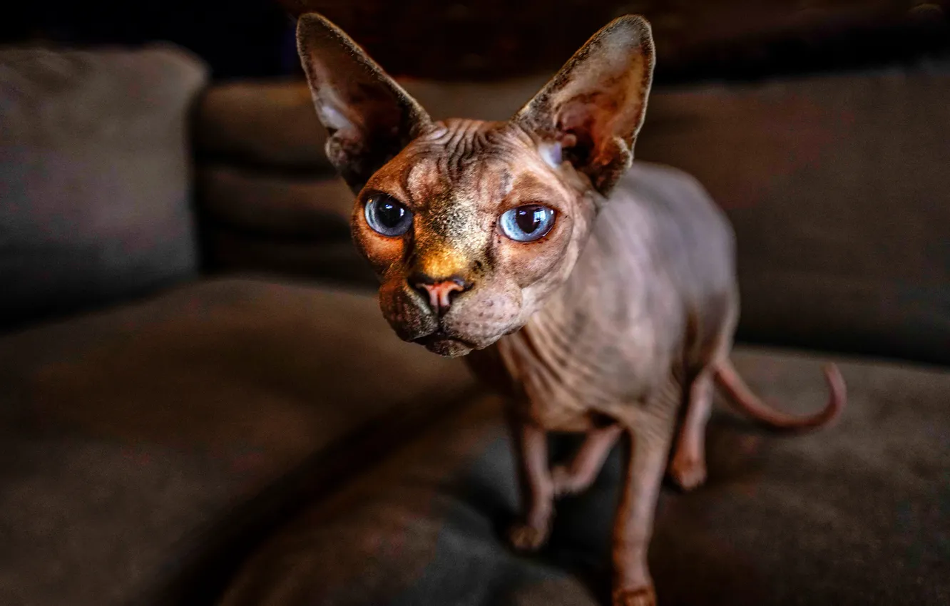 Photo wallpaper cat, cat, look, face, ears, blue eyes, Sphinx