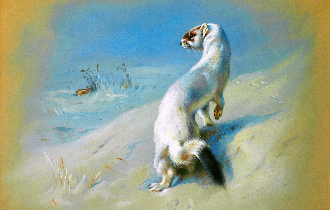 Photo wallpaper winter, snow, picture, Scottish painter, Archibald Thorburn, Archibald Thorburn,, Ermine (winter)