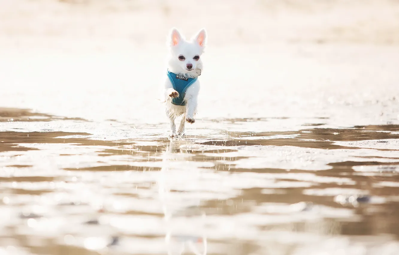 Photo wallpaper background, dog, running