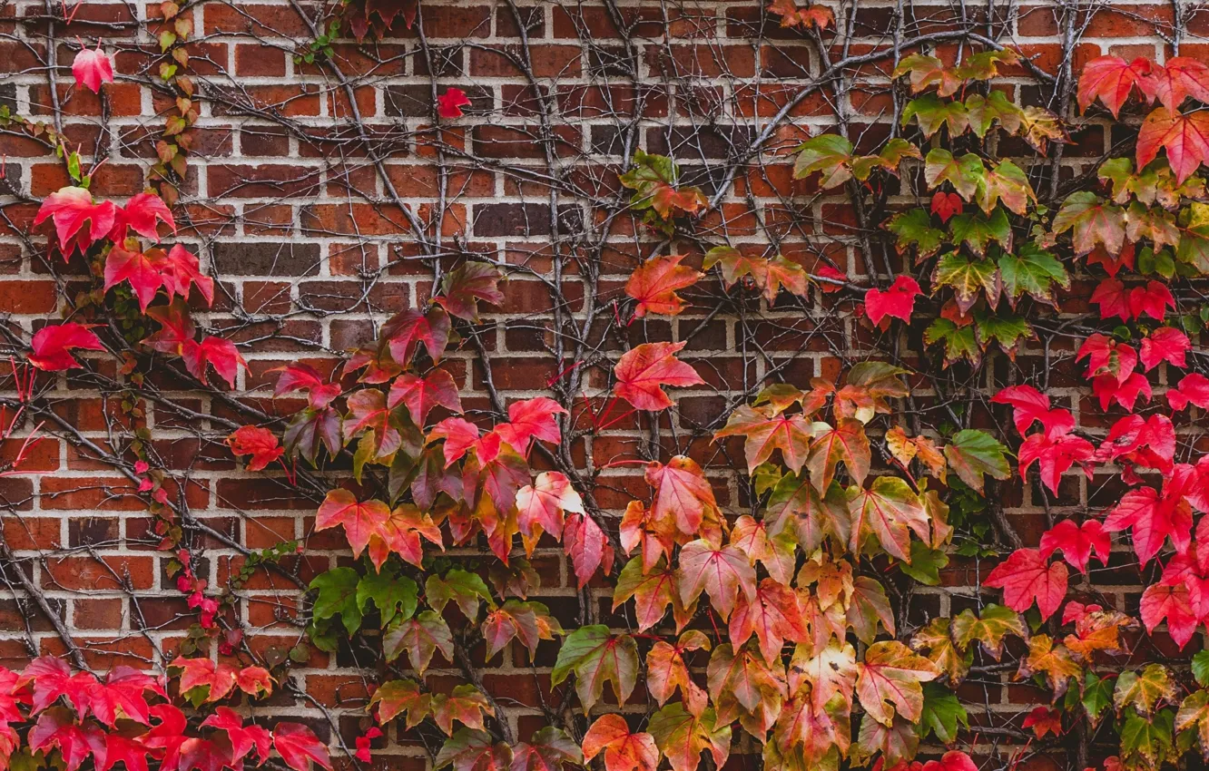 Photo wallpaper leaves, wall, plant