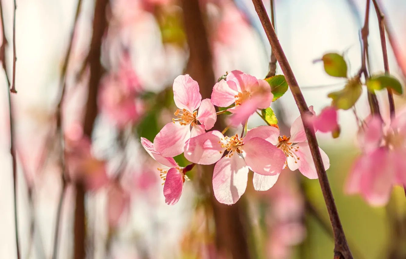 Photo wallpaper light, flowers, branch, spring, petals, pink, Apple, flowering