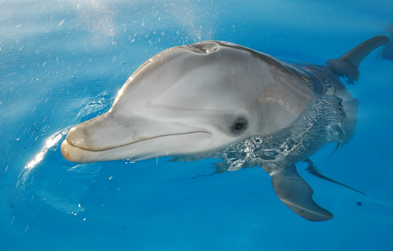 Photo wallpaper animals, sea, dolphin
