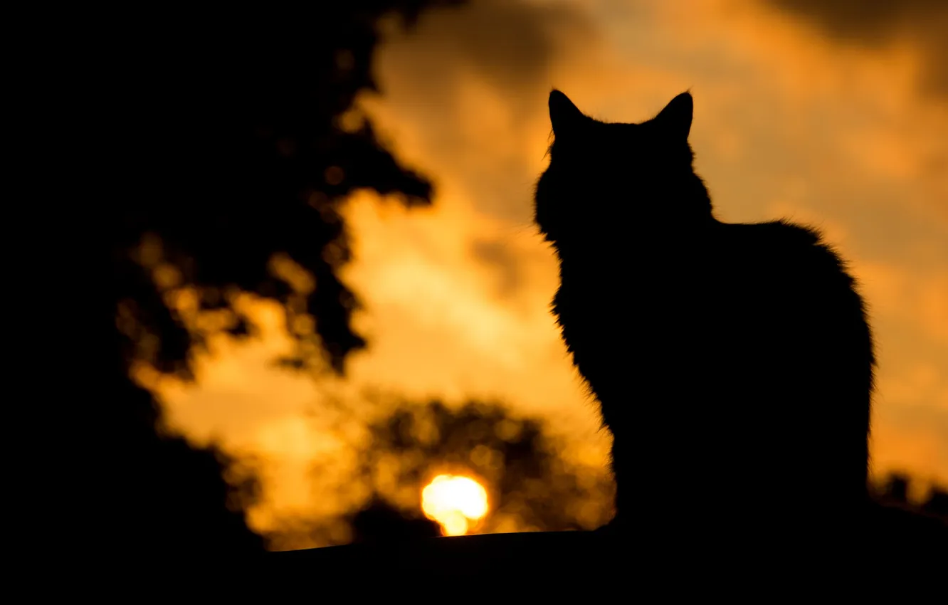 Photo wallpaper cat, cat, shadow, silhouette