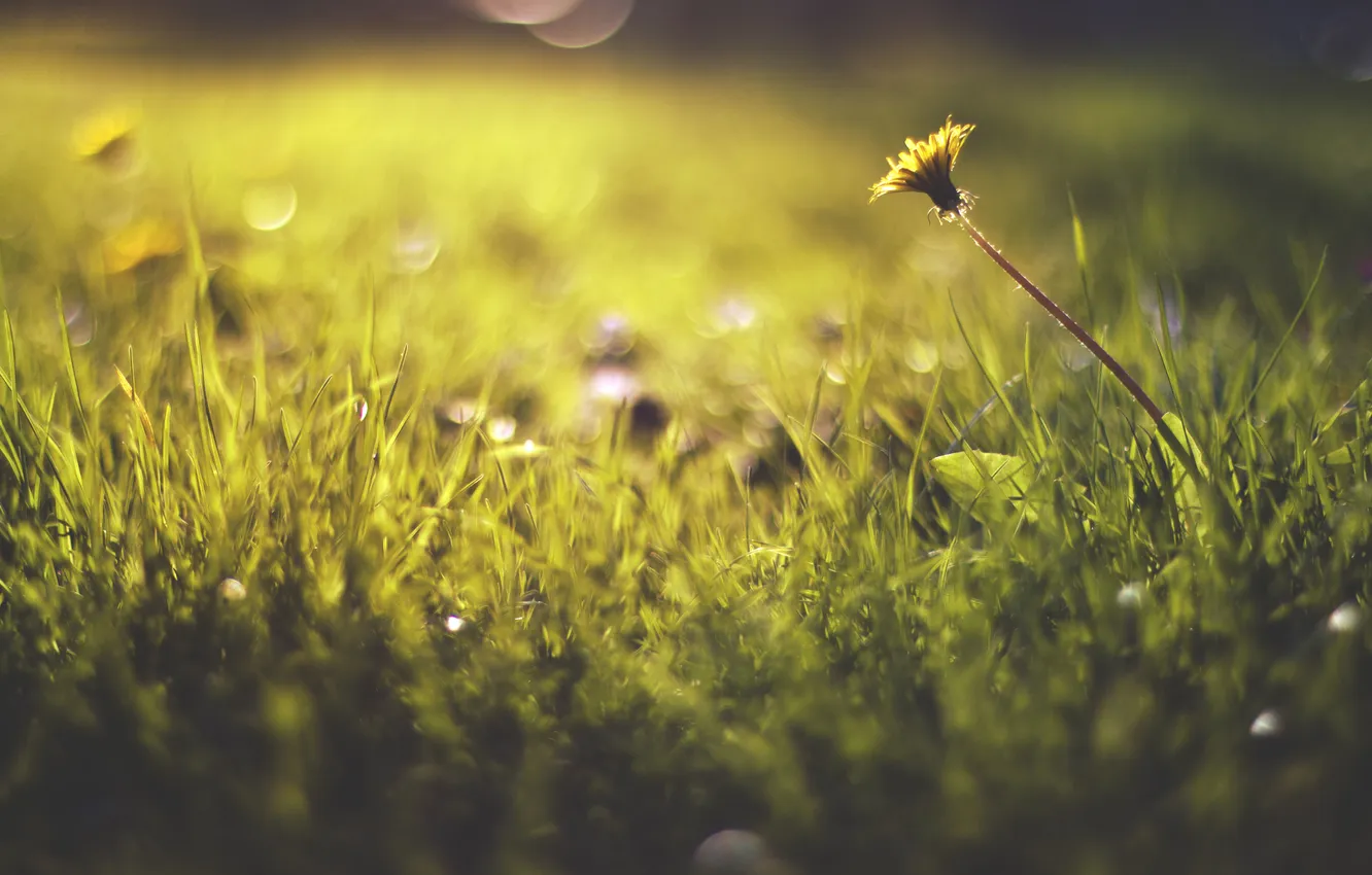 Photo wallpaper field, grass, flowers, stem