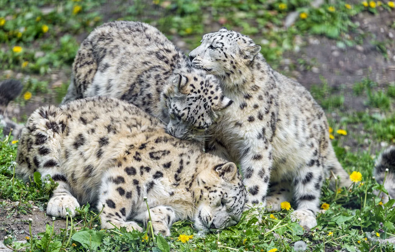 Photo wallpaper cat, grass, IRBIS, snow leopard, dandelions, trio, ©Tambako The Jaguar