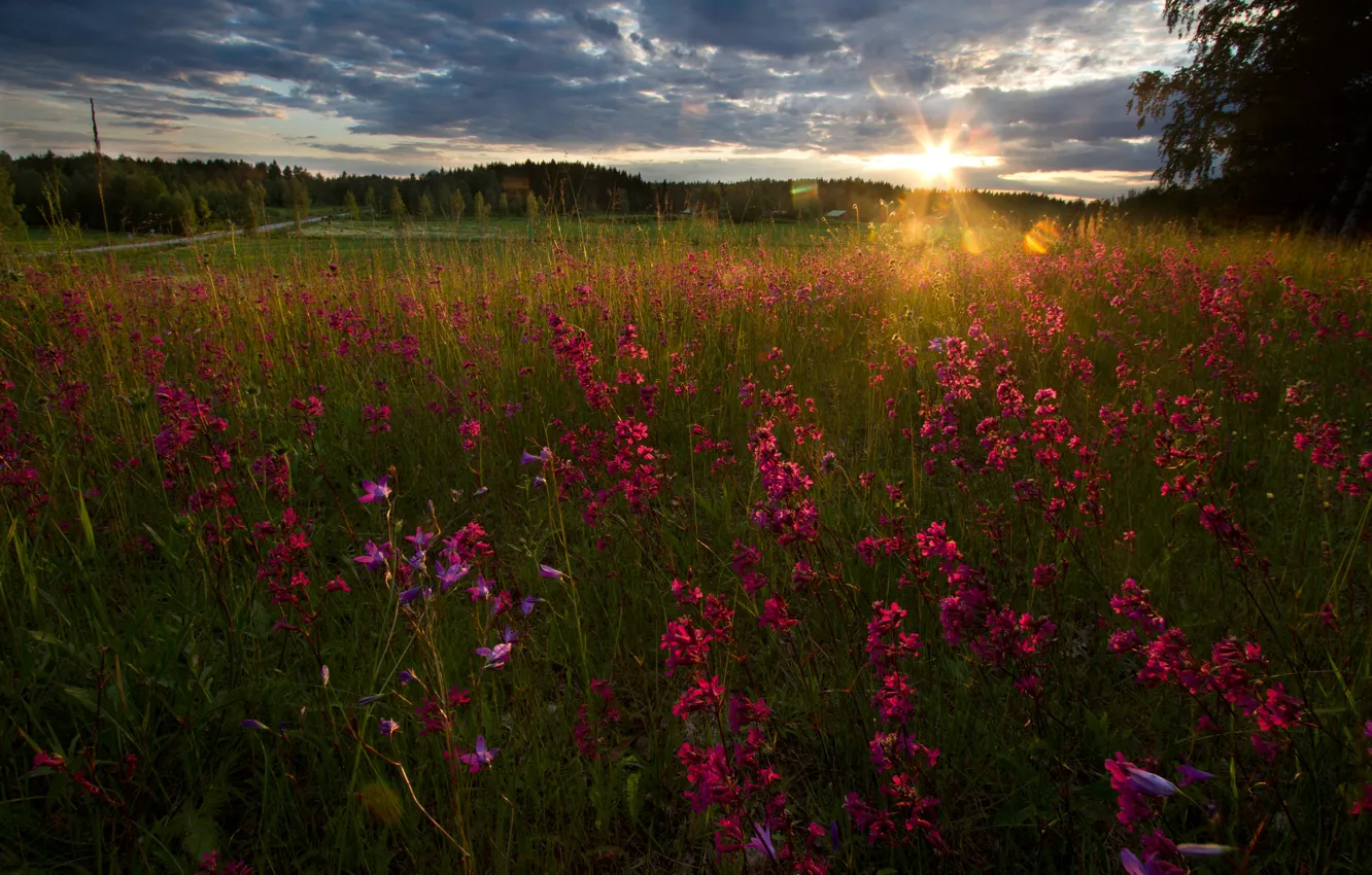 Photo wallpaper field, forest, the sky, grass, the sun, clouds, rays, trees