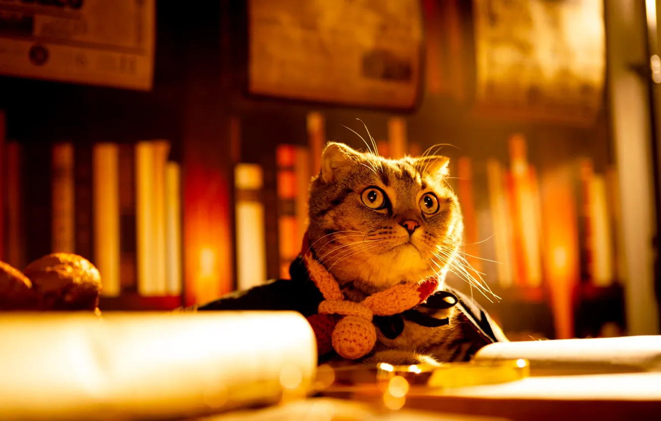 Photo wallpaper cat, cat, look, light, pose, paper, lies, book