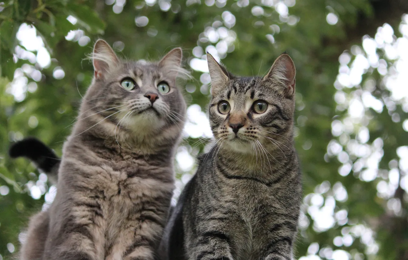 Photo wallpaper cat, glare, background, kitty