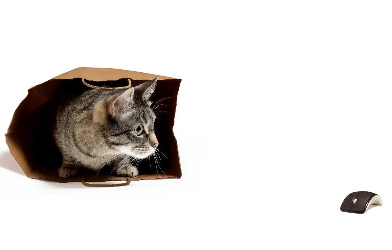 Photo wallpaper cat, mouse, package